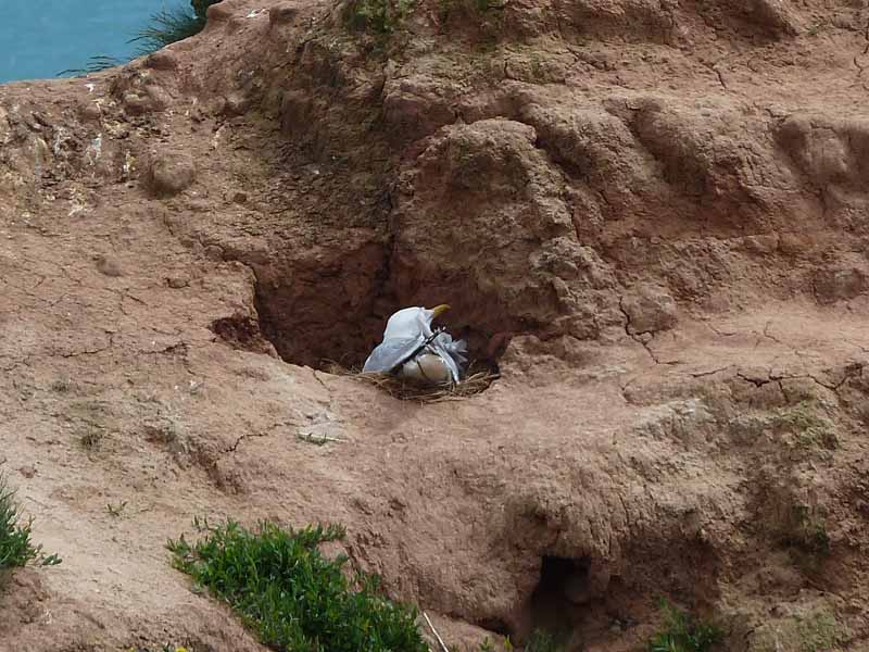 Gull Nest